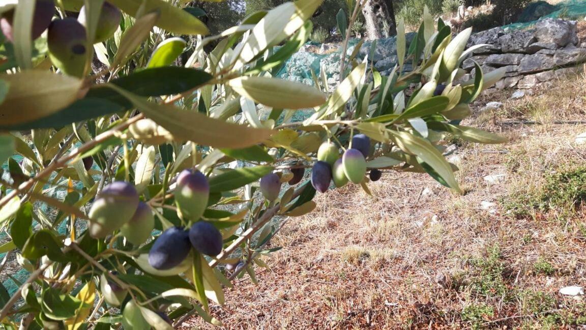 Villa The Olive Grove House Kassiopi Exterior foto